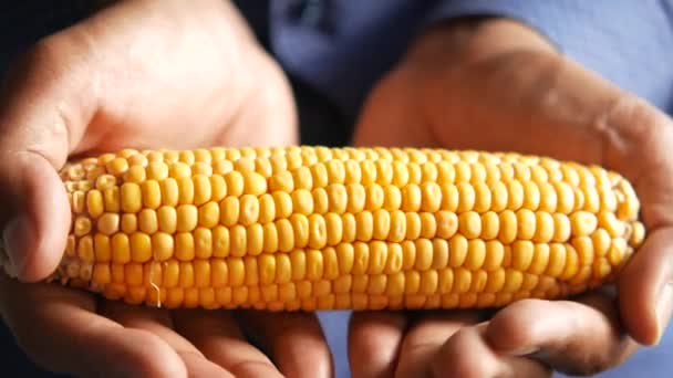 Hand hold a Sweet corns close up — Stock Video