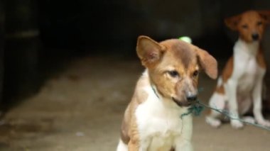 Siyah bir köpek yavrusuna yaklaş.,