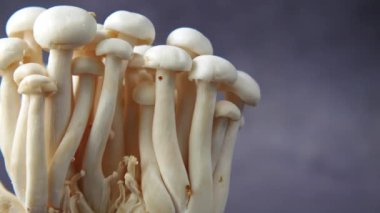 Shimeji mantarı siyah arkaplanda izole edilmiş. 