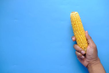 El ele tutuşun Mavi arka planda tatlı mısırlar 