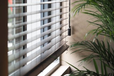 Güneş ışığı, rahat bir köşedeki yeşil bitkinin yanındaki perdelerin arasından süzülür..