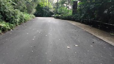 Yeşilliklerle çevrili sessiz bir orman yolunda huzurlu bir gezintinin tadını çıkarın..