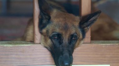 Bir Alman çoban başı kapının çerçevesinde huzur içinde yatar..