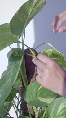 Eller nazikçe bağlar ve bir bitkinin büyümesini sağlarken onunla ilgilenir..