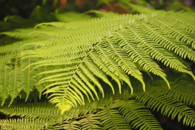 Detailed close-up of vibrant fern leaves soaking up morning light.