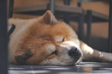 A fluffy dog enjoys a quiet moment while napping on the floor.