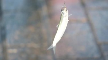 Bir balıkçı başarıyla kıyıya yakın küçük bir balık yakalar..