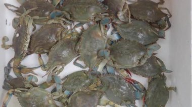 Taze mavi yengeçler başarılı bir yolculuktan sonra bir konteynırı doldurur..