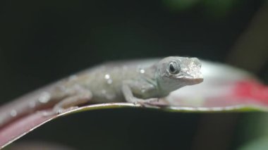 Yapraktaki Anole Kertenkelesi,