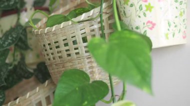 Sağlıklı büyüme ve güzellik için kapalı alanda bitki yetiştirmeyi öğrenin..