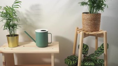 İki bitki standı, yeşillik ve bitki bakımı için bir su bidonu..