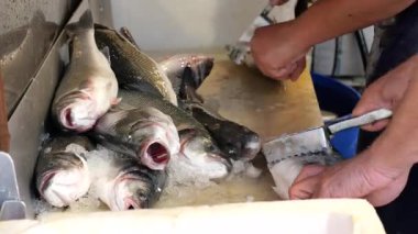 Becerikli eller temiz ve markette satılık taze balık hazırlayın..