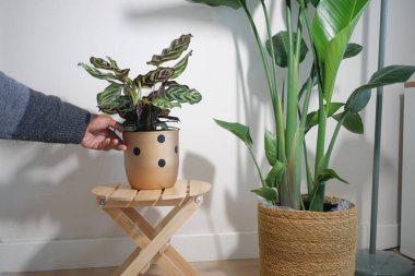 Bir kişi dekoratif bir saksıyı odadaki küçük tahta bir tabureye yerleştiriyor..