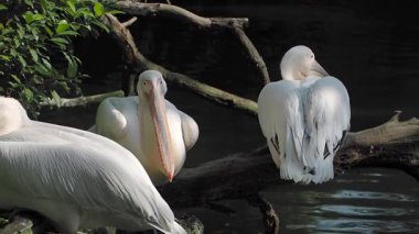 Pelikanlar sakin su manzarasının tadını çıkarırken bir kütüğün üzerinde dinlenirler..
