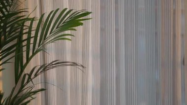 Yumuşak sabah ışığı yeşil bitkilerin yanındaki perdelerin arasından süzülür..