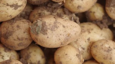 Topraktan taze patates toplama ve kazma sürecini keşfedin..