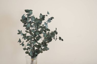 Zarif bir okaliptüs bitkisi duvardaki temiz bir vazoda sergilenir..