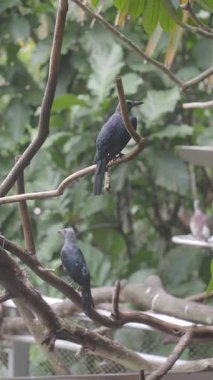 Yeşil yapraklarla çevrili iki kuş dalların etrafında zıplar..