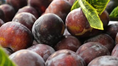 Güneşli bir yaz gününde meyve bahçesinden erik toplanır..