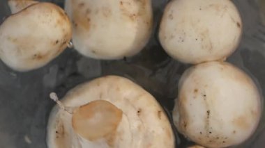 Taze mantarlar suda yetişiyor, pişirmeye ve eğlenmeye hazır..