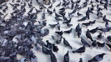 İnsanlar geçerken kalabalık bir kamusal alanda güvercin sürüleri toprağı dolduruyor..