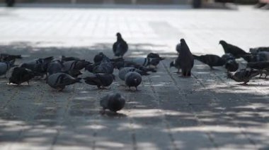 Güvercinler kaldırımda toplanır, ağaçların altındaki kırıntıları gagalarlar..