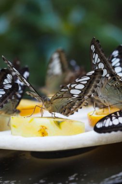 Renkli kelebekler yemyeşil bir ortamda meyve dilimlerinin etrafında toplanır..