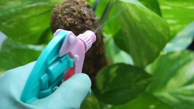 Özel bir araç kullanarak kapalı alandaki bitkilerin nasıl sulanacağını öğren.