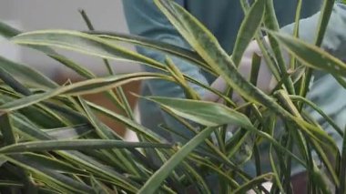 Bu yararlı rehberde yılan bitkilerine nasıl iyi bakılacağını öğren..