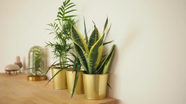 Bitkiler bir raf süsler, rahat ve huzurlu bir yer oluşturur..