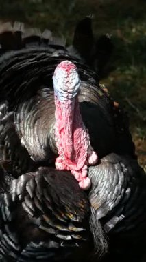 Bir hindi güneşin altındaki bir çiftlikte gururla yürüyor tüylerini sergiliyor..