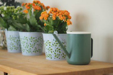 Tencerelerdeki parlak çiçekler masada yeşil bir sulama kutusunun yanında otururlar..