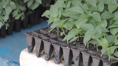 Tohum tepsileri toprakta büyüyen genç bitkilerle doludur..