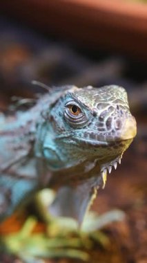 Iguana etrafını saran yemyeşil bir çevrede keşfeder, renkleri gösterir..