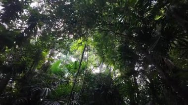 Ağaçların arasından süzülen güneş ışığıyla yemyeşil yağmur ormanlarını keşfedin..