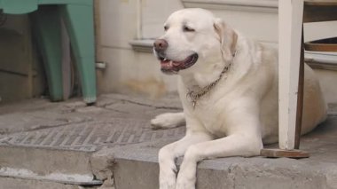 Neşeli bir köpek sundurma merdivenlerinde uzanırken güneşli bir öğleden sonranın tadını çıkarır..