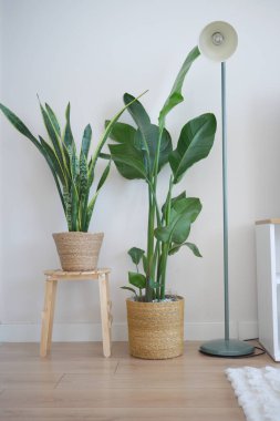Parlak bir odada modern bir lambanın yanında oturan iki kapalı bitki..