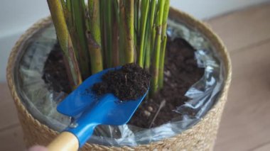 Daha iyi büyümek için saksı bitkilerine taze toprak ekliyorum..