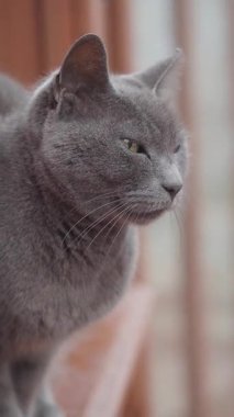 Gri kedi güneşli bir pencereden dikkatle izliyor.