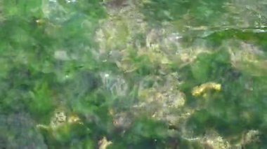 Parlak yeşil su, canlı sualtı bitkilerini ve kumlu poposunu sergiler..