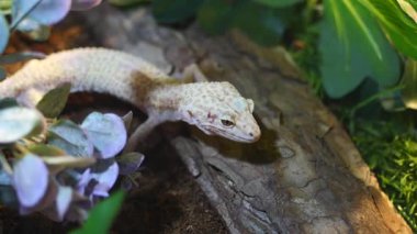 Bitkilerle çevrili bir kertenkele doğal ortamında hareket eder..