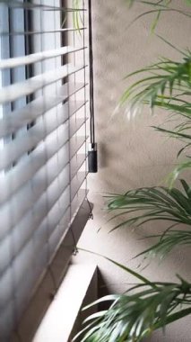 Güneş ışığı pencereden süzülür yemyeşil bitkilerin yanında güneşlenir..