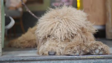 Yumuşak tüylü bir köpek bir kafenin girişinde huzur içinde yatar, günün tadını çıkarır..
