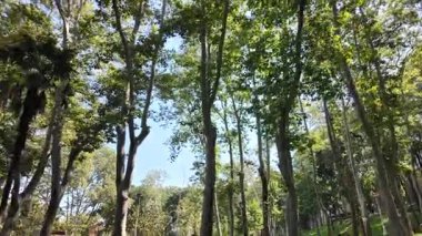 Parktaki ağaçlar sallanırken güneş ışığı yaprakların arasından süzülüyor..