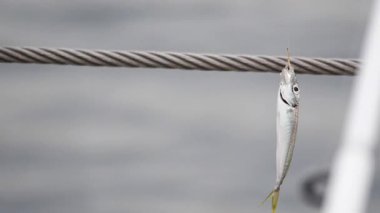 Balıkçı suda bir güne hazırlanırken balık yakalar..