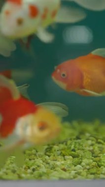 Renkli Japon balıkları canlı akvaryum ortamlarında zarifçe yüzerler..