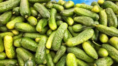 Marketteki parlak yaz güneşinde taze salatalıklar parlıyor..