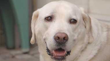 Neşeli bir Labrador dışarıda dinlenirken sıcak güneşin tadını çıkarır..