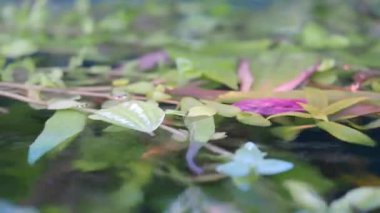 Yeşil ve mor bitkiler bir göletin yüzeyinde nazikçe yüzerler..