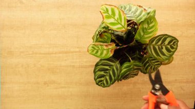Evinizde bir Maranta bitkisinin nasıl düzgün budanacağını öğrenin..